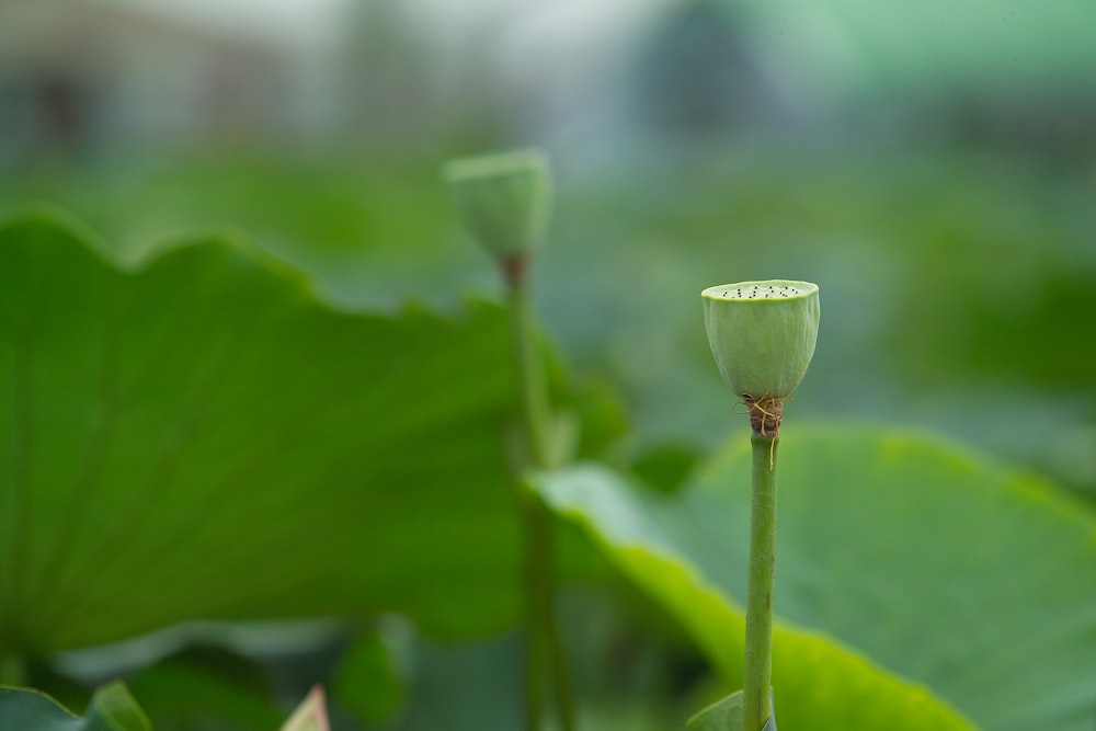 Bouton floral vert dans une lentille à bascule et décentrement