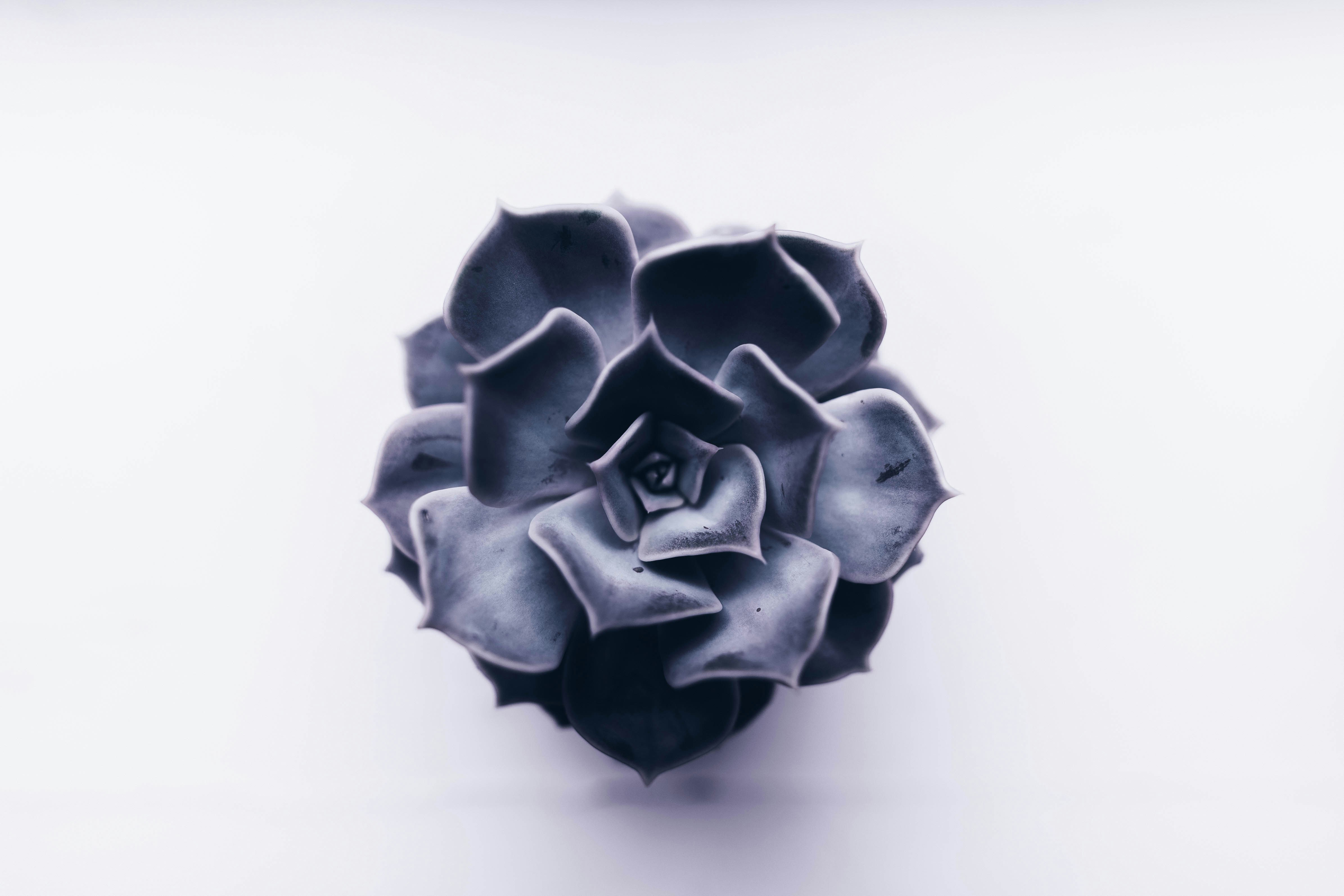 Photo by stevenerixon