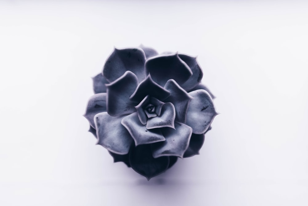 gray scale photo of flower