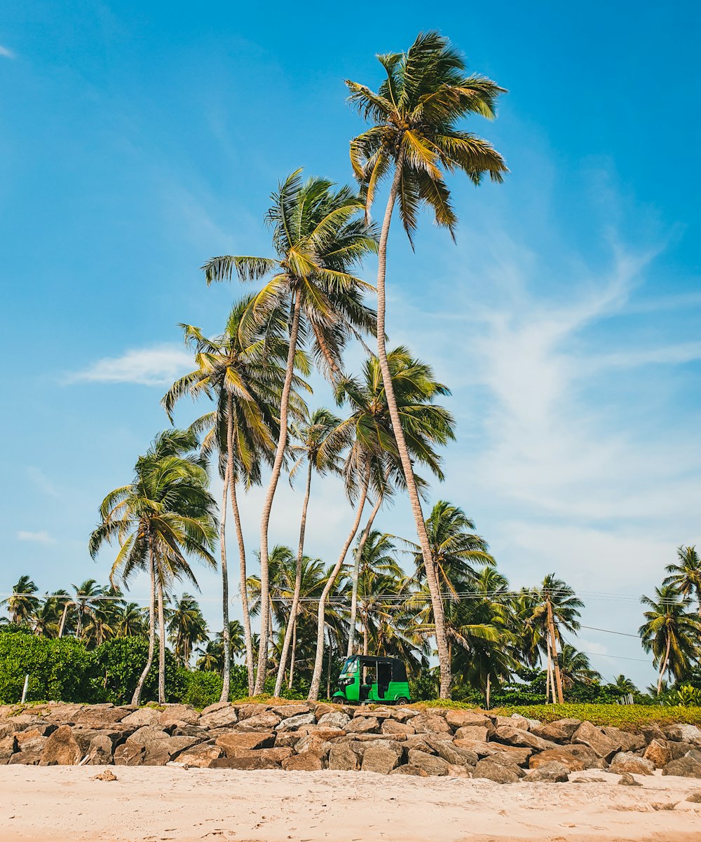 palm trees on beach during daytime