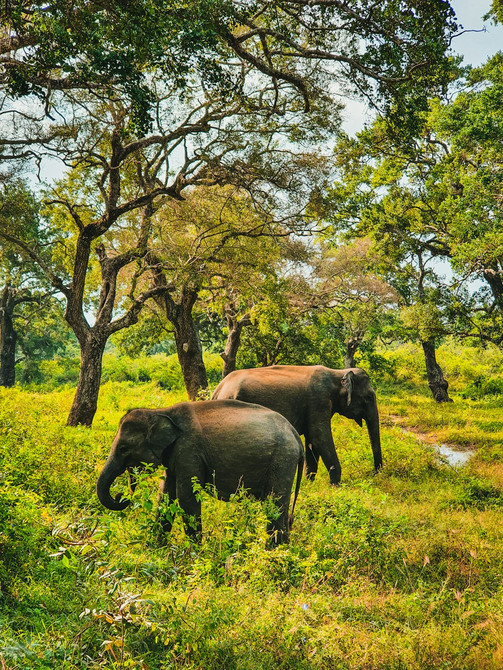 Elefante marrón y cría en campo de hierba verde durante el día