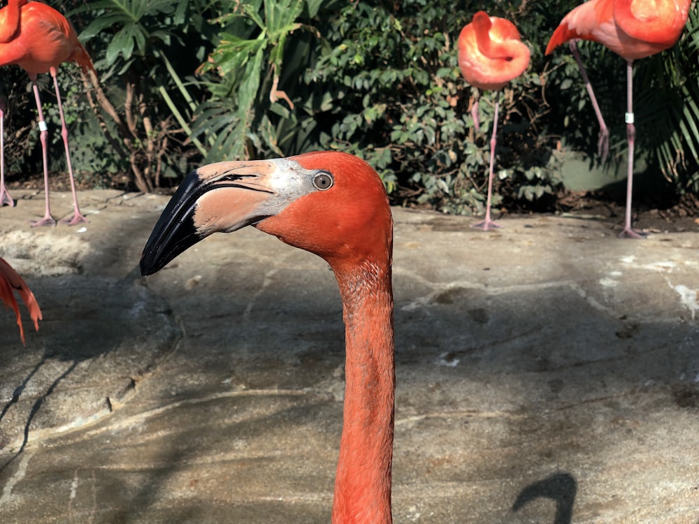 flamant rose sur sol en béton gris