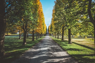 gray concrete pathway between green trees under blue sky during daytime