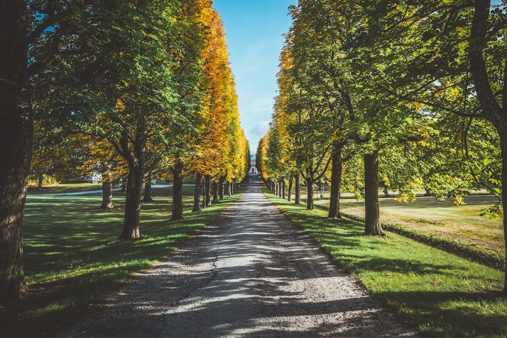 gray concrete pathway between green trees under blue sky during daytime