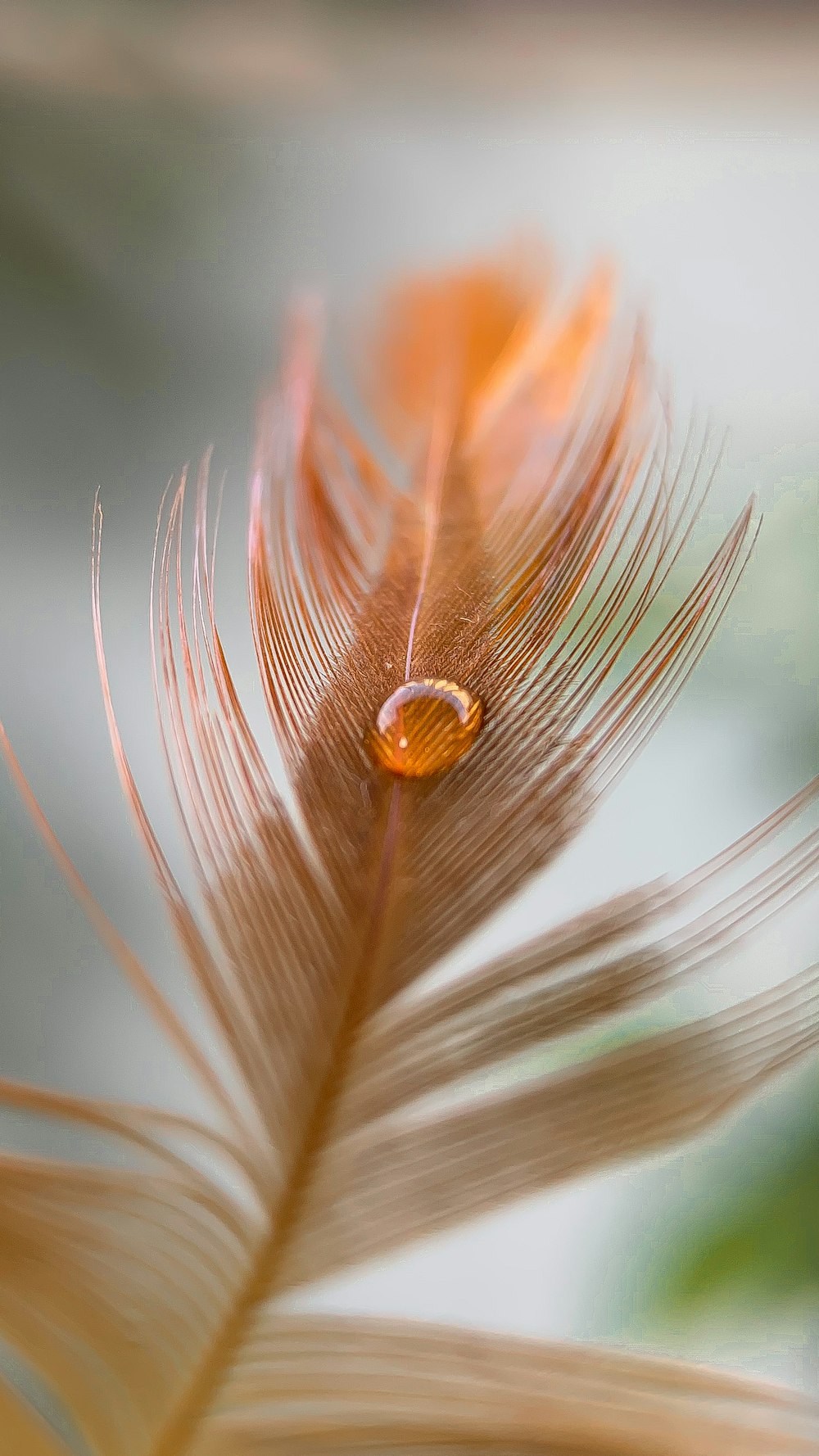 pluma marrón con gotas de agua