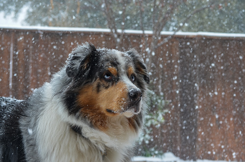 cane bianco a pelo lungo nero e marrone