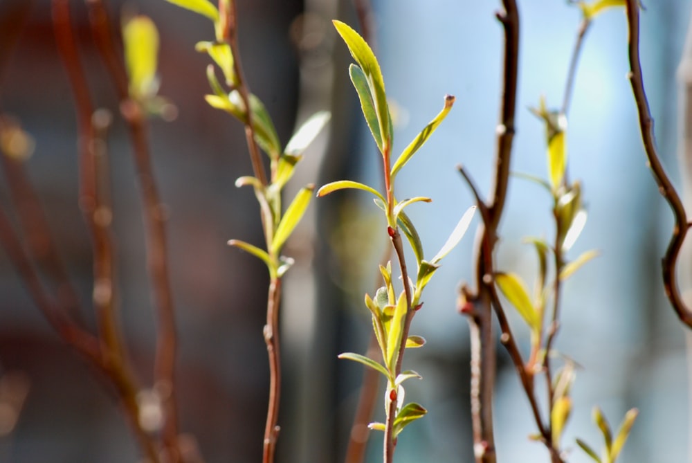 plante verte en gros plan photographie