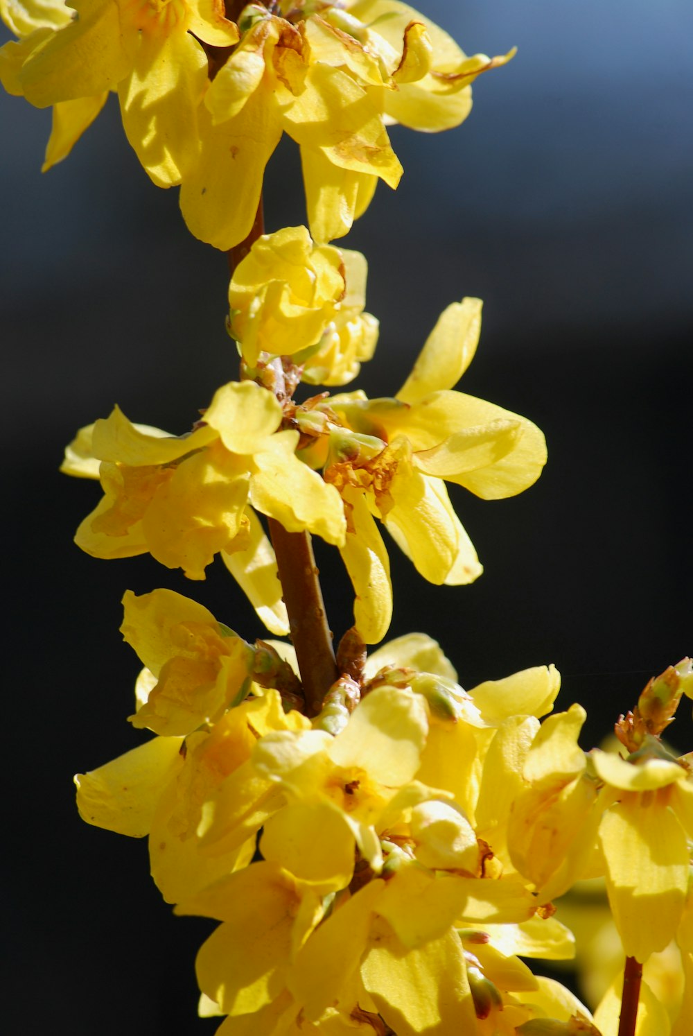 yellow flowers on brown stem