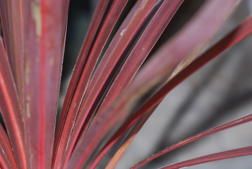 planta rosa en fotografía de primer plano