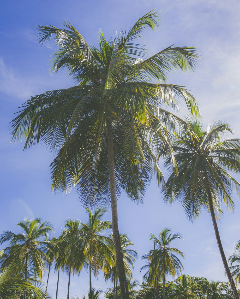 green palm tree under blue sky during daytime