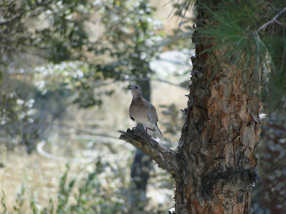 gray bird on brown tree branch during daytime