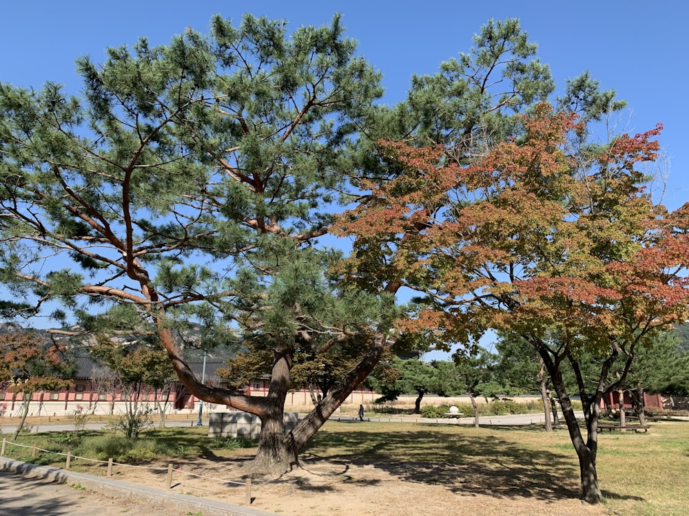 albero verde e marrone sotto il cielo blu durante il giorno
