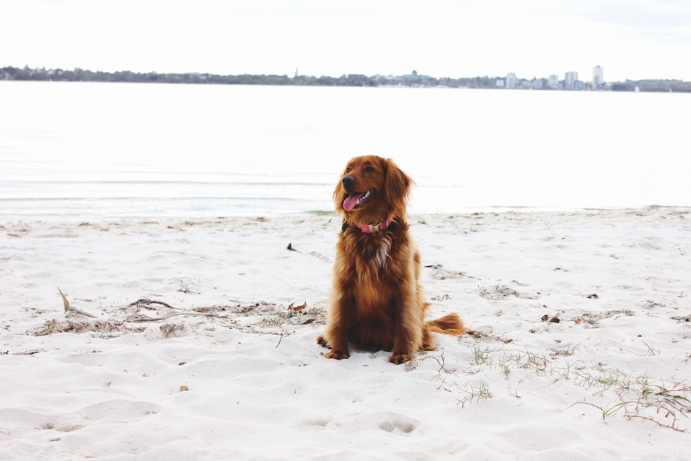 brown long coated dog sitting on white sand during daytime