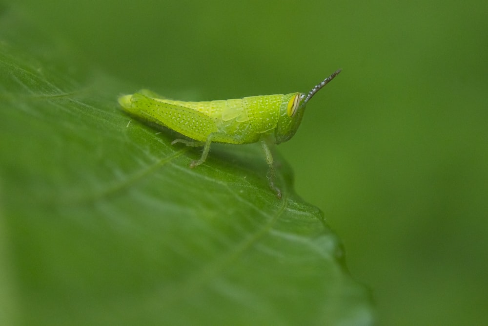 green grasshopper on green leaf