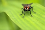 A close-up view of a common housefly perched on a green leaf. The fly features prominent red compound eyes, detailed black and white markings on its body, and translucent wings.