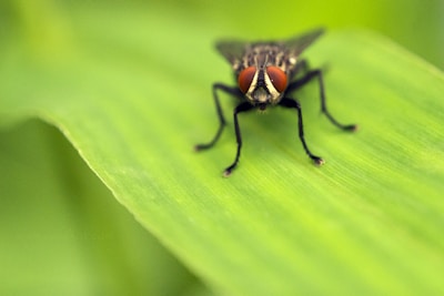 A close-up view of a common housefly perched on a green leaf. The fly features prominent red compound eyes, detailed black and white markings on its body, and translucent wings.
