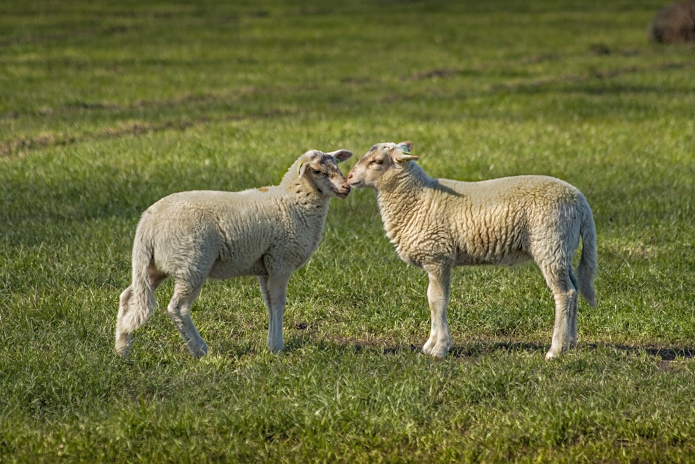 white sheep on green grass field during daytime