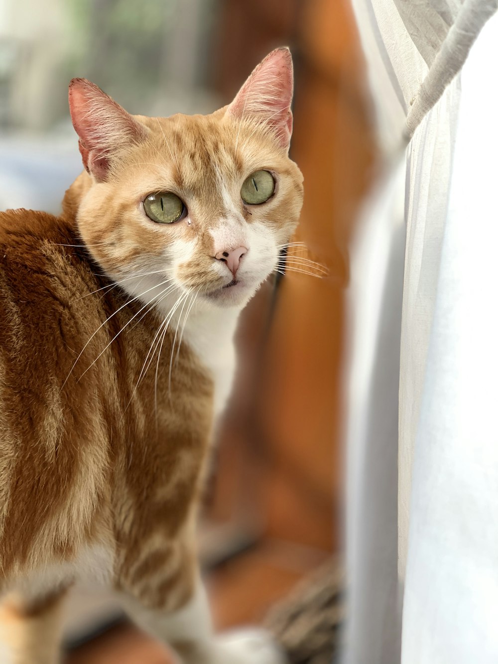 orange tabby cat on white wooden window