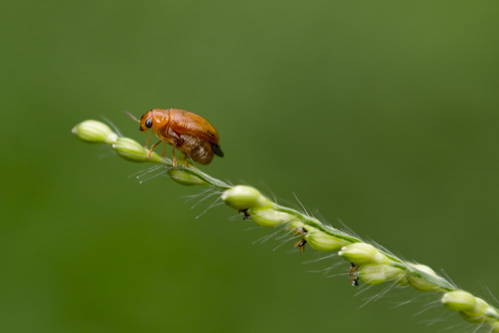 red seven spotted beetle perched on green plant