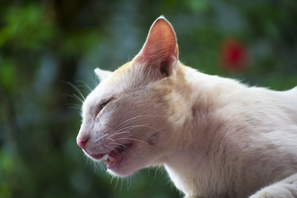 white cat with green eyes