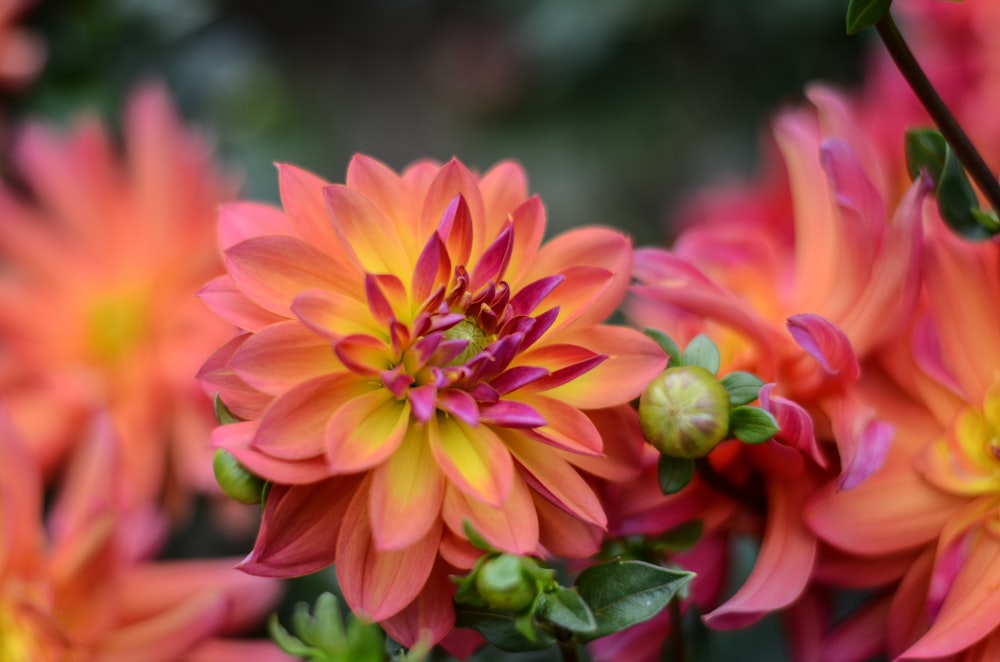 red and yellow flower in macro lens photography