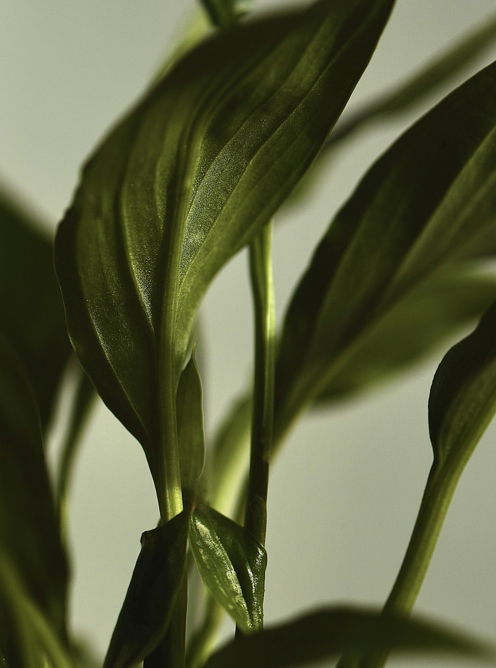 green leaf plant in close up photography