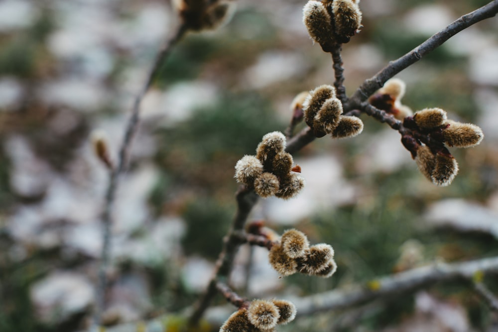 brown and white plant in close up photography