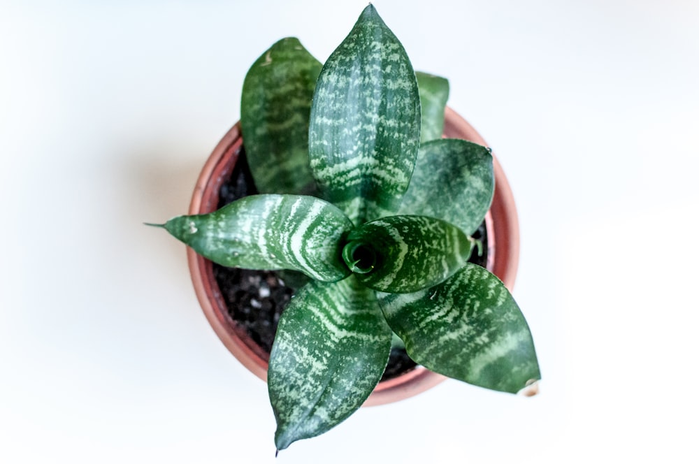 green and red plant on brown clay pot