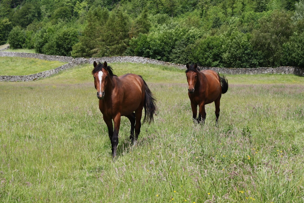 cheval brun sur un champ d’herbe verte pendant la journée