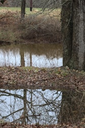 A tranquil outdoor scene symbolizing personal growth and change.