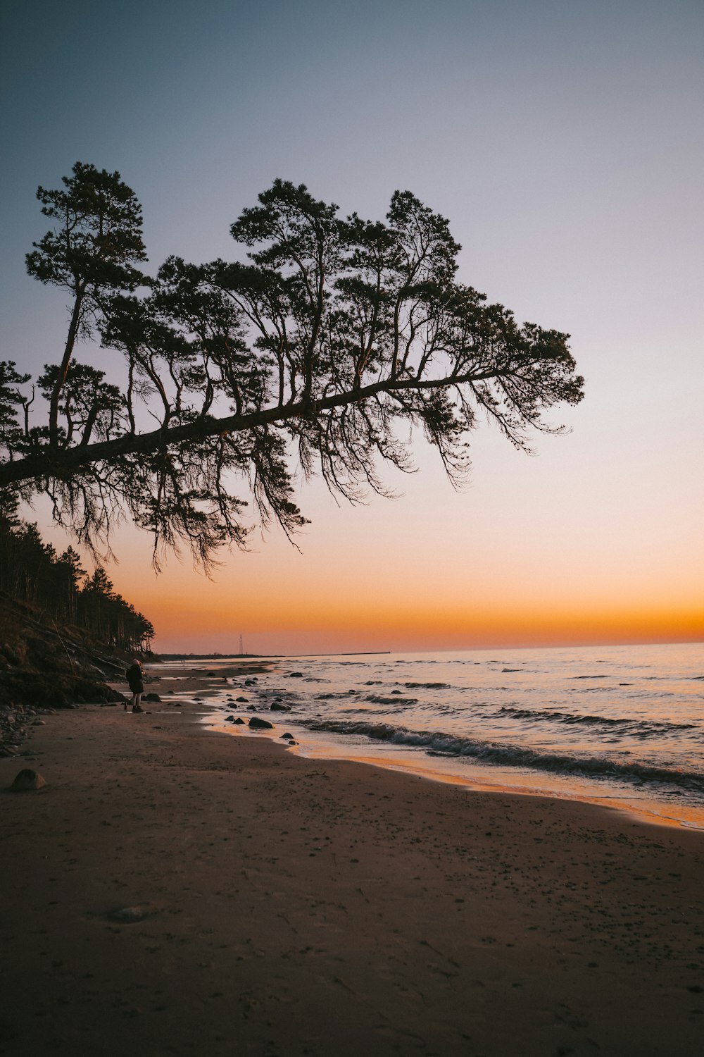 leafless tree on beach shore during sunset