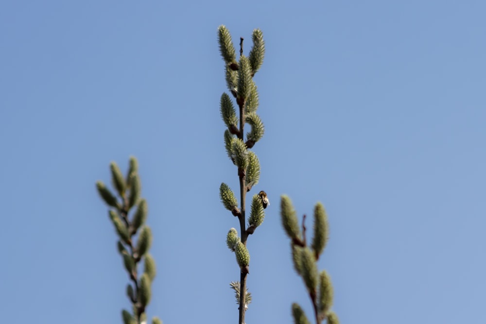 Un primer plano de una planta con un cielo azul en el fondo