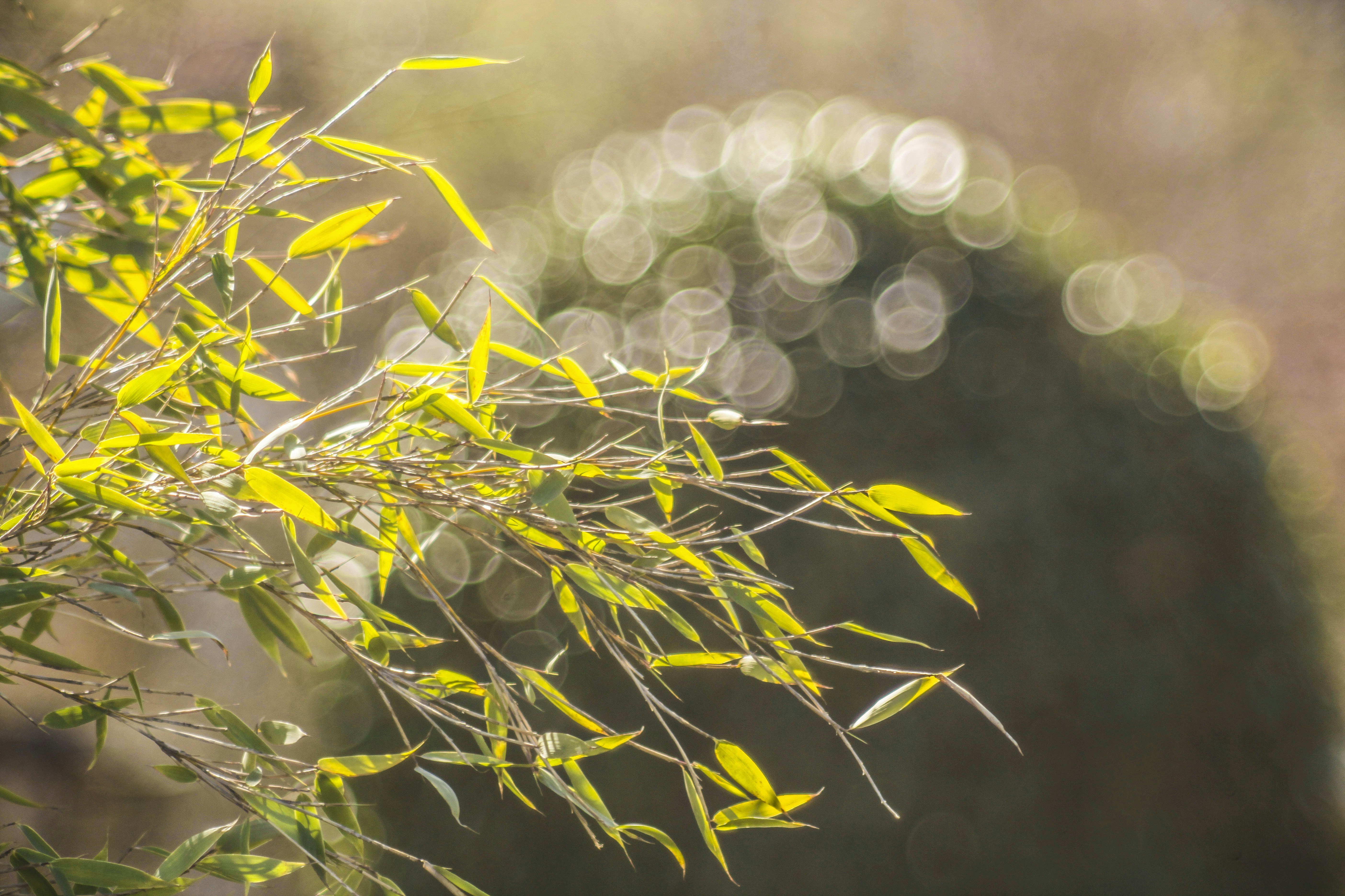 Photo by paulrottmann