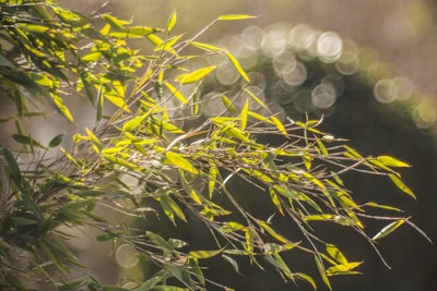 Sunset glow filtering through bamboo stalks with gentle incense smoke drifting.