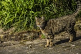 A striped tabby cat with green eyes stands on a cobblestone path, surrounded by lush green foliage.