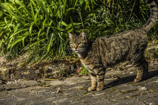 A striped tabby cat with green eyes stands on a cobblestone path, surrounded by lush green foliage.