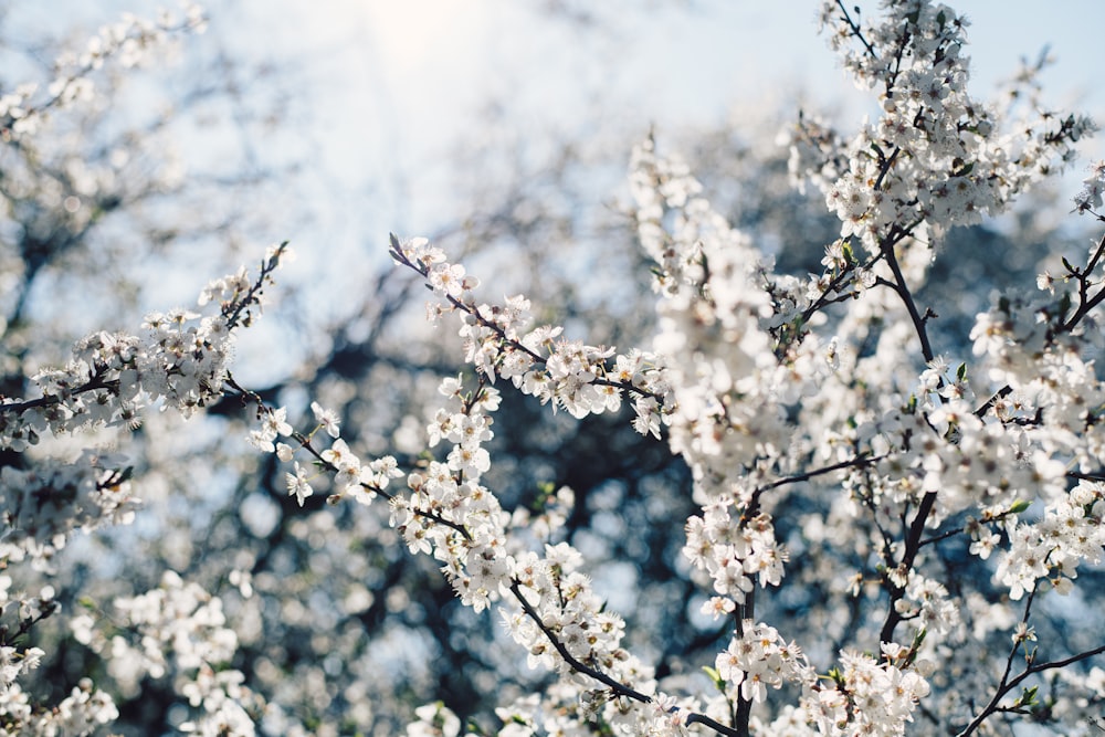 white cherry blossom tree during daytime