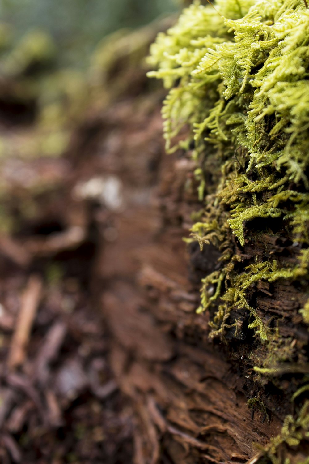 green moss on brown tree trunk