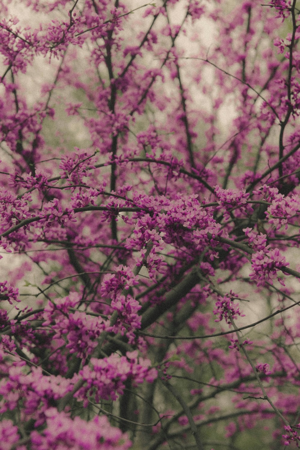 pink cherry blossom in close up photography