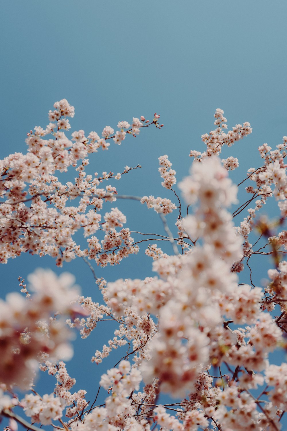 white and brown cherry blossom under blue sky during daytime