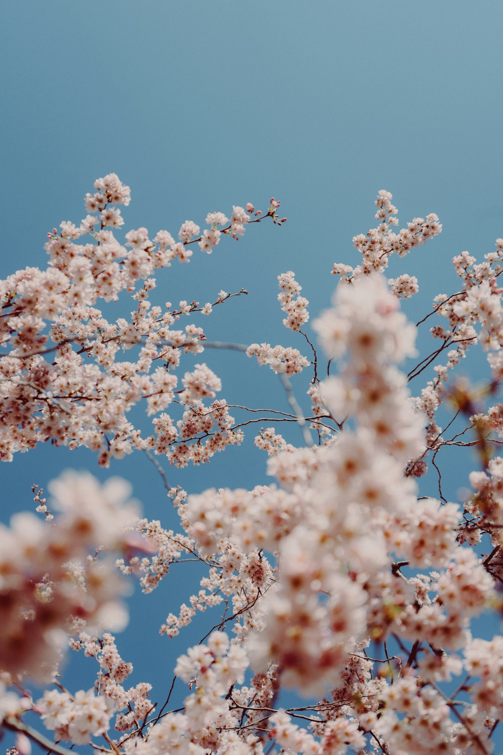 낮에는 푸른 하늘 아래 흰색과 갈색 벚꽃