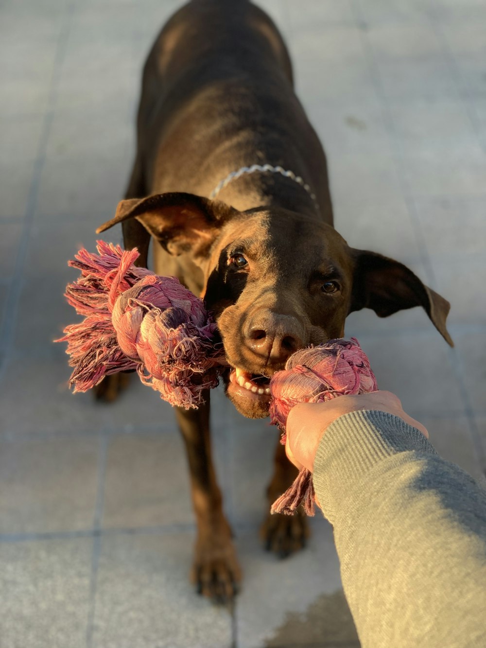 Persona sosteniendo un perro de pelo corto marrón y negro