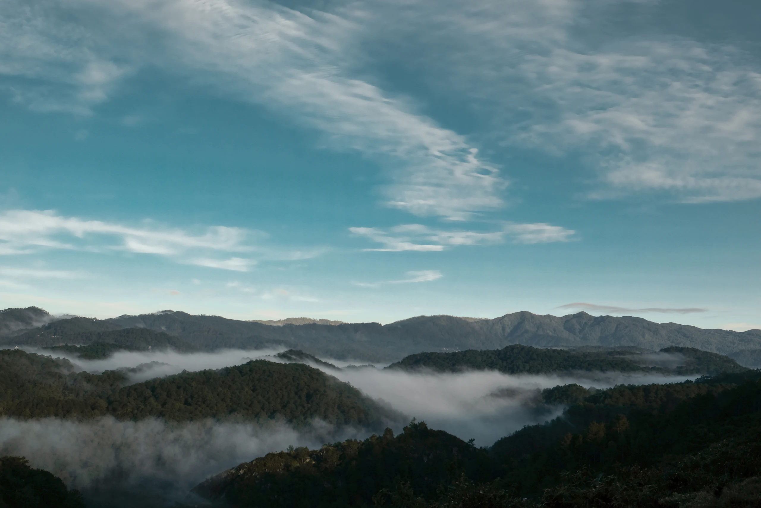 Pine-covered ridges above a sea of clouds at sunrise in Sagada