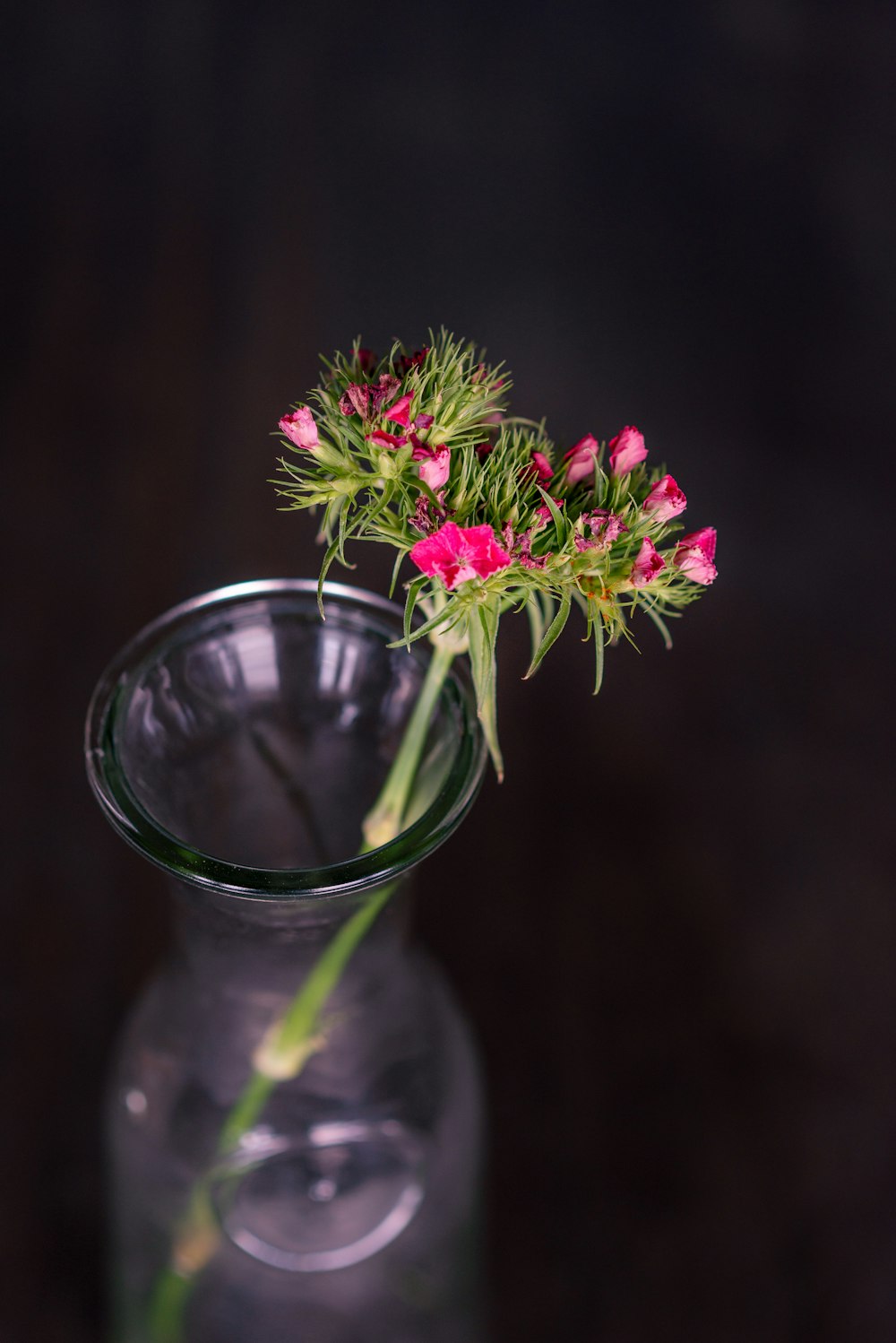 pink and white flowers in clear glass vase