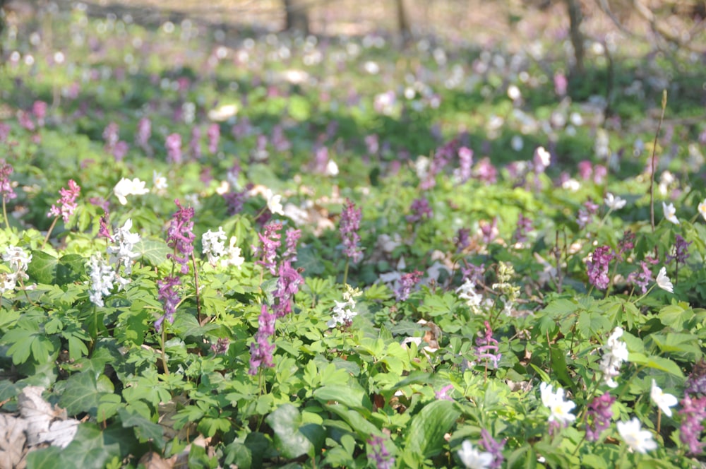 purple flowers on green grass field during daytime