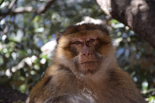 brown monkey on tree branch during daytime in Ifrane Morocco