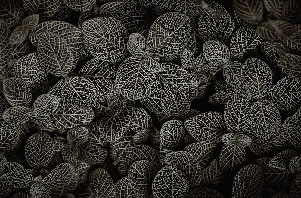 green and brown pine cones