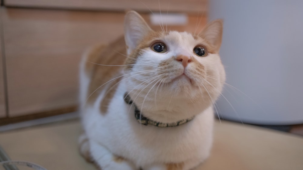 white and orange cat with silver collar