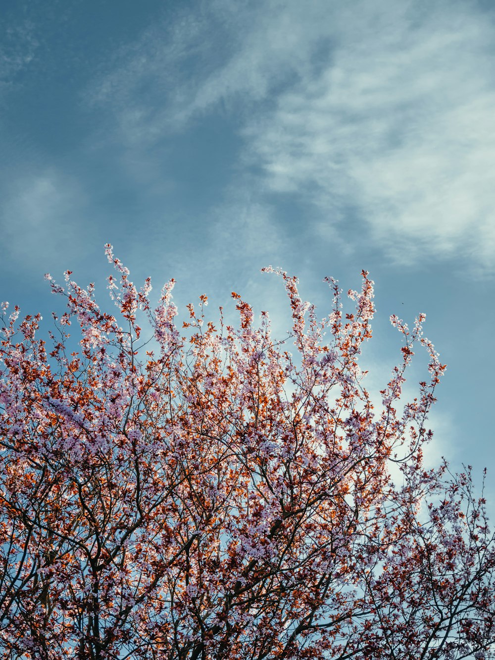 brown tree under blue sky during daytime