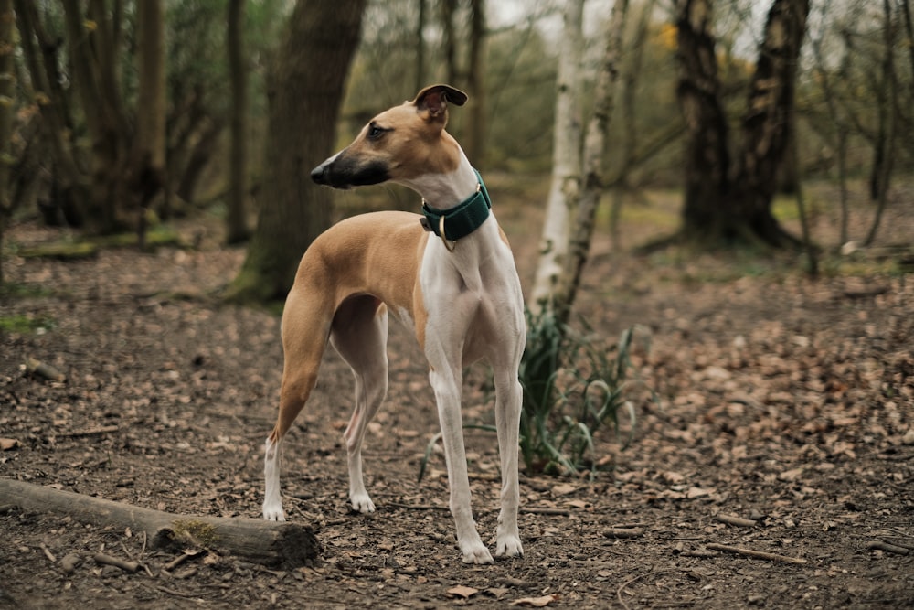 brown and white short coated dog on brown soil